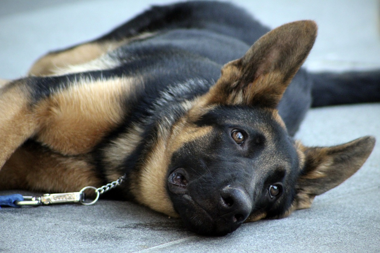 How to Train Your Dog to Follow You Off-Leash